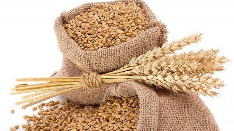 गहुँको मूल्यमा गिरावट ,समर्थन मूल्य तोक्न किसानको आग्रह